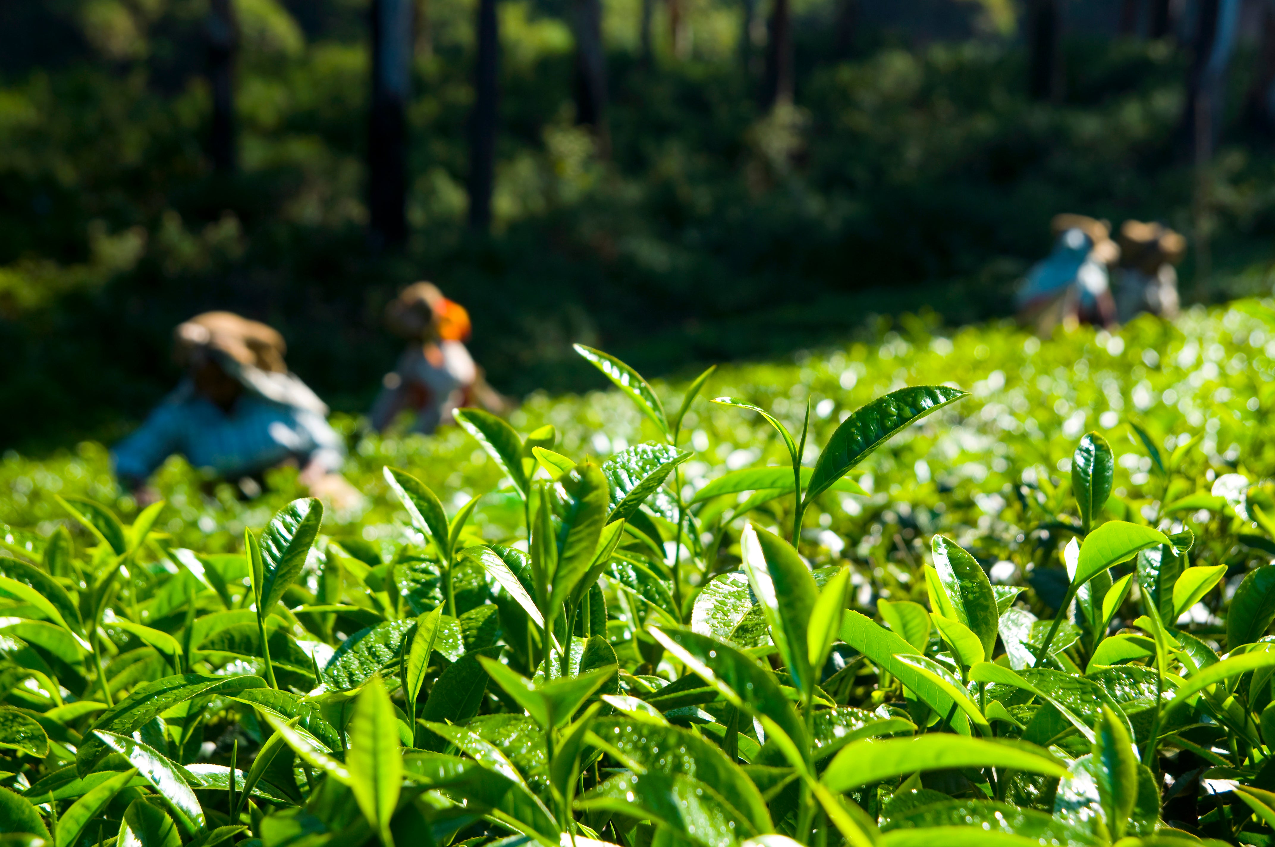 Les Bienfaits du Matcha : boost d’énergie et sérénité au quotidien